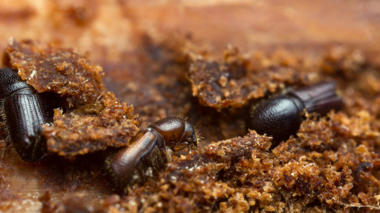 Godrej Pest Control godrej-pest-control